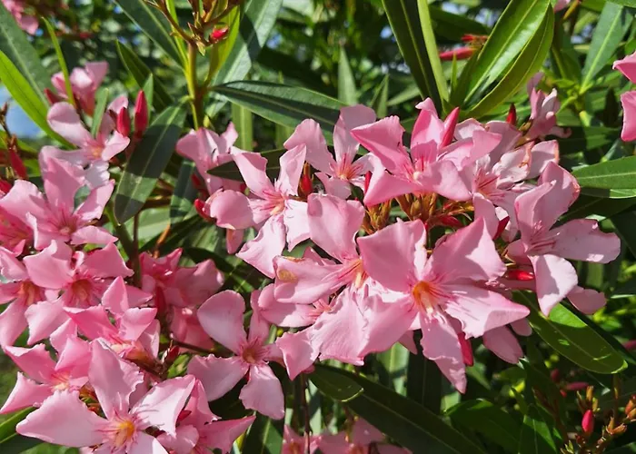 Bed and breakfast Casa Dani Studio's, Tomar 3*